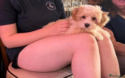 Maltipoo dogs for sale: Adorable Red & Biscuit Girl Maltipoo Puppies in Battle - Image 11