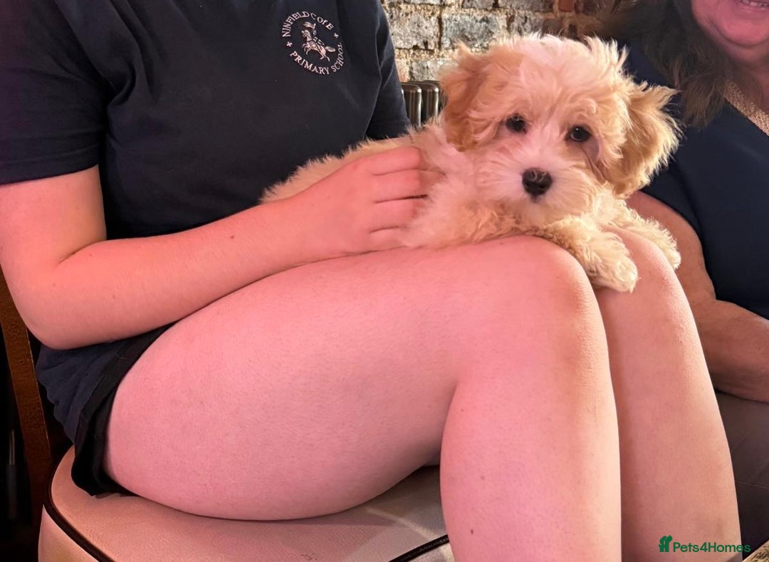 Maltipoo dogs for sale: Adorable Red & Biscuit Girl Maltipoo Puppies in Battle - Image 11
