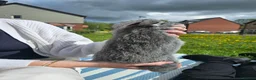 Continental Giant rabbits for sale: Continental Giant cross Mini Lop bunnies in Telford - Advert 11