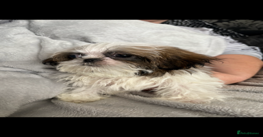Shih Tzu dogs - Advert 13