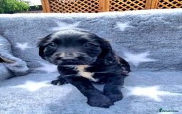 Sprocker dogs for sale: Stunning Sprocker Spaniel puppies  - Image 19