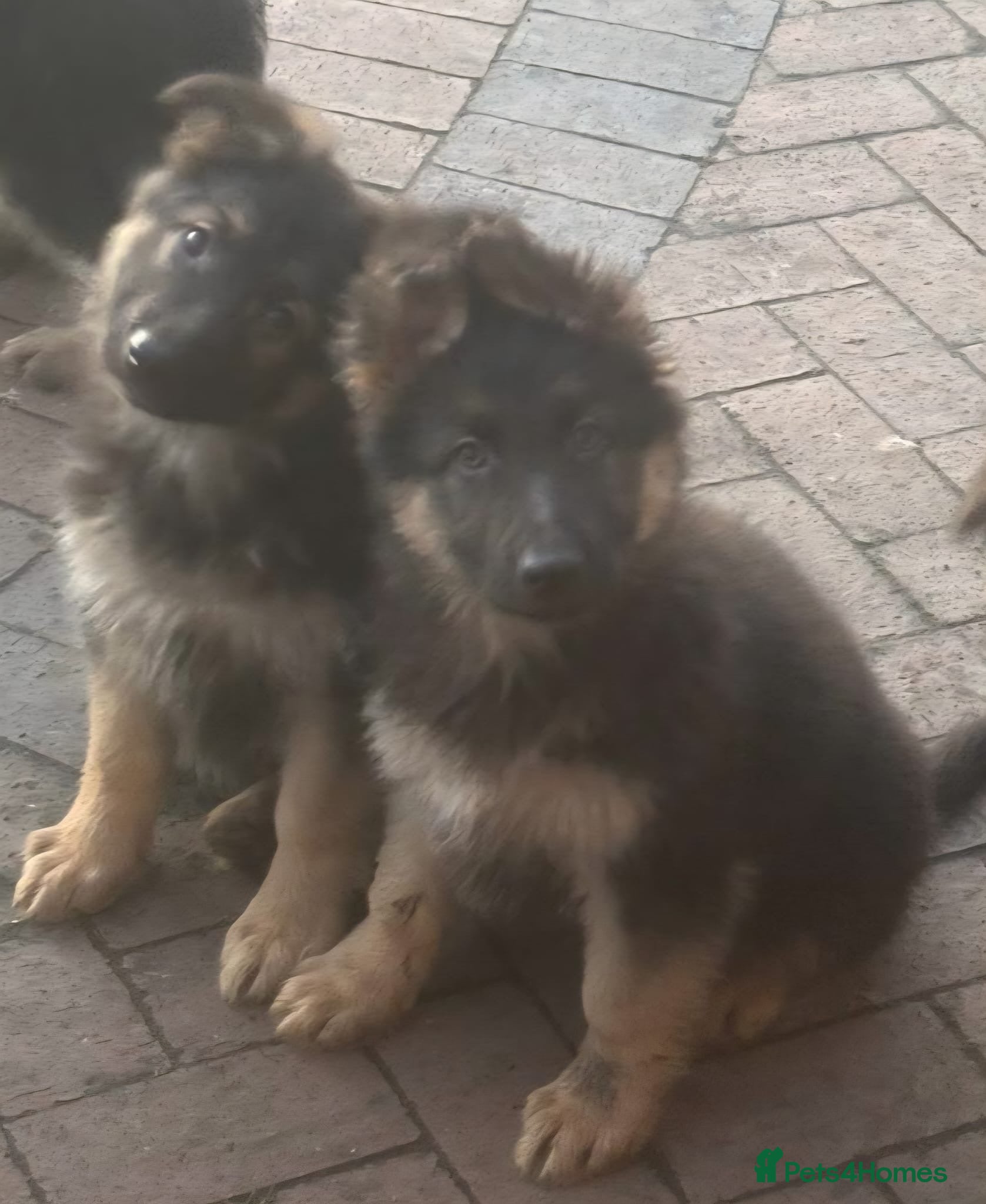 German Shepherd dogs Kc registered German Shepard pups - Advert 16