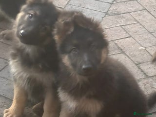 German Shepherd dogs Kc registered German Shepard pups - Advert 3