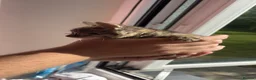 Bengal cats for sale: Beautiful baby Bengal cross kittens READY NOW! - Advert 8