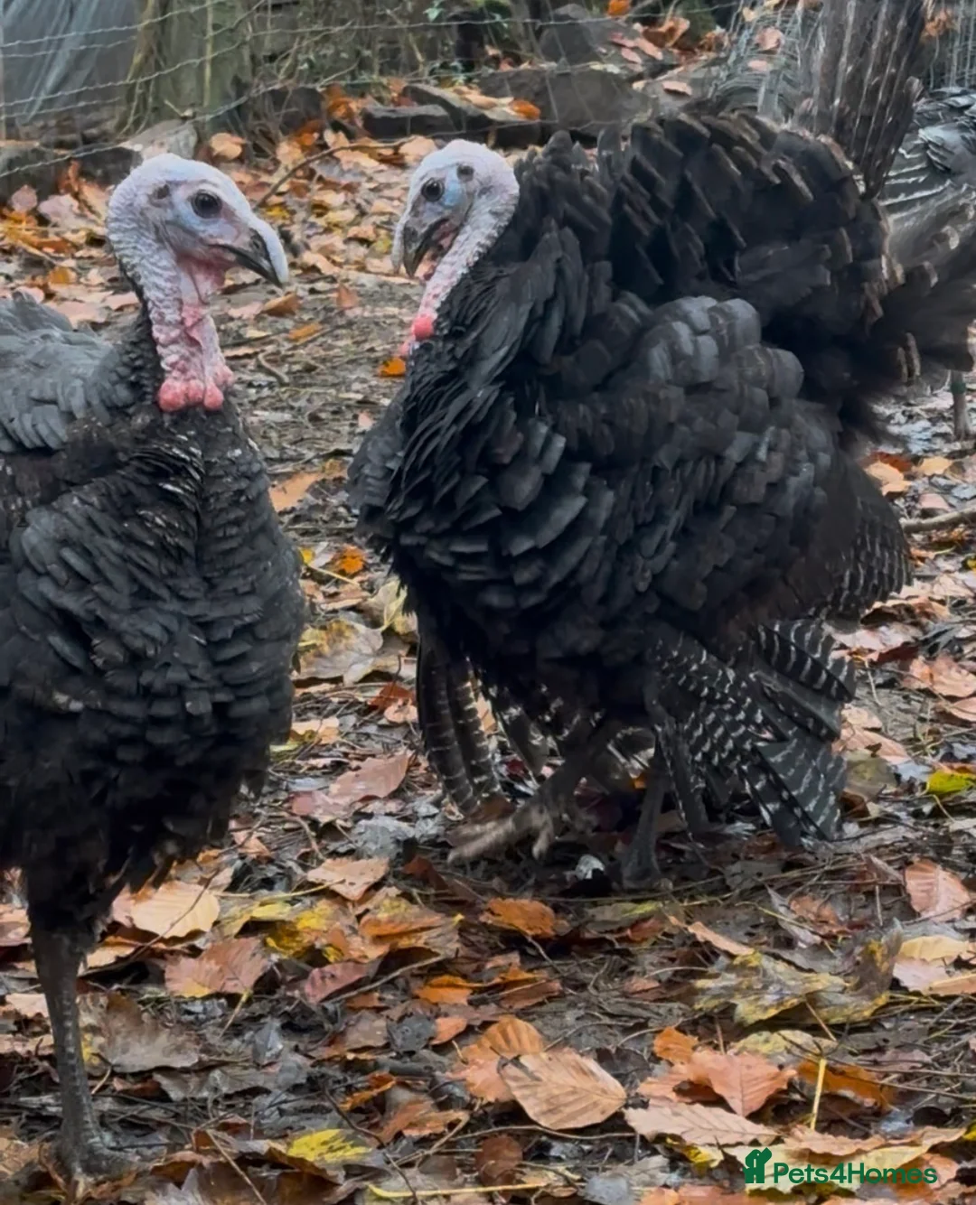 Turkeys poultry for sale: Heritage Norfolk Bronze Turkeys Toms  - Advert 2