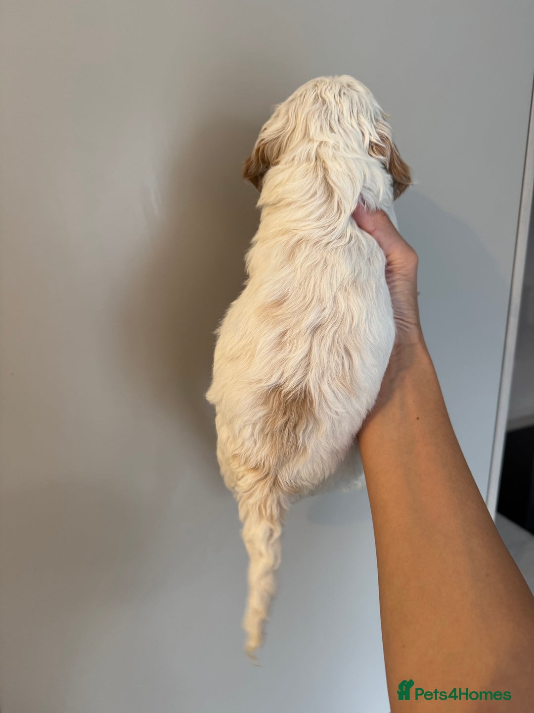 Cockapoo dogs for sale: Merle, Tri& Chocolate f2 Cockapoos (8boys 3girls!) - Image 16