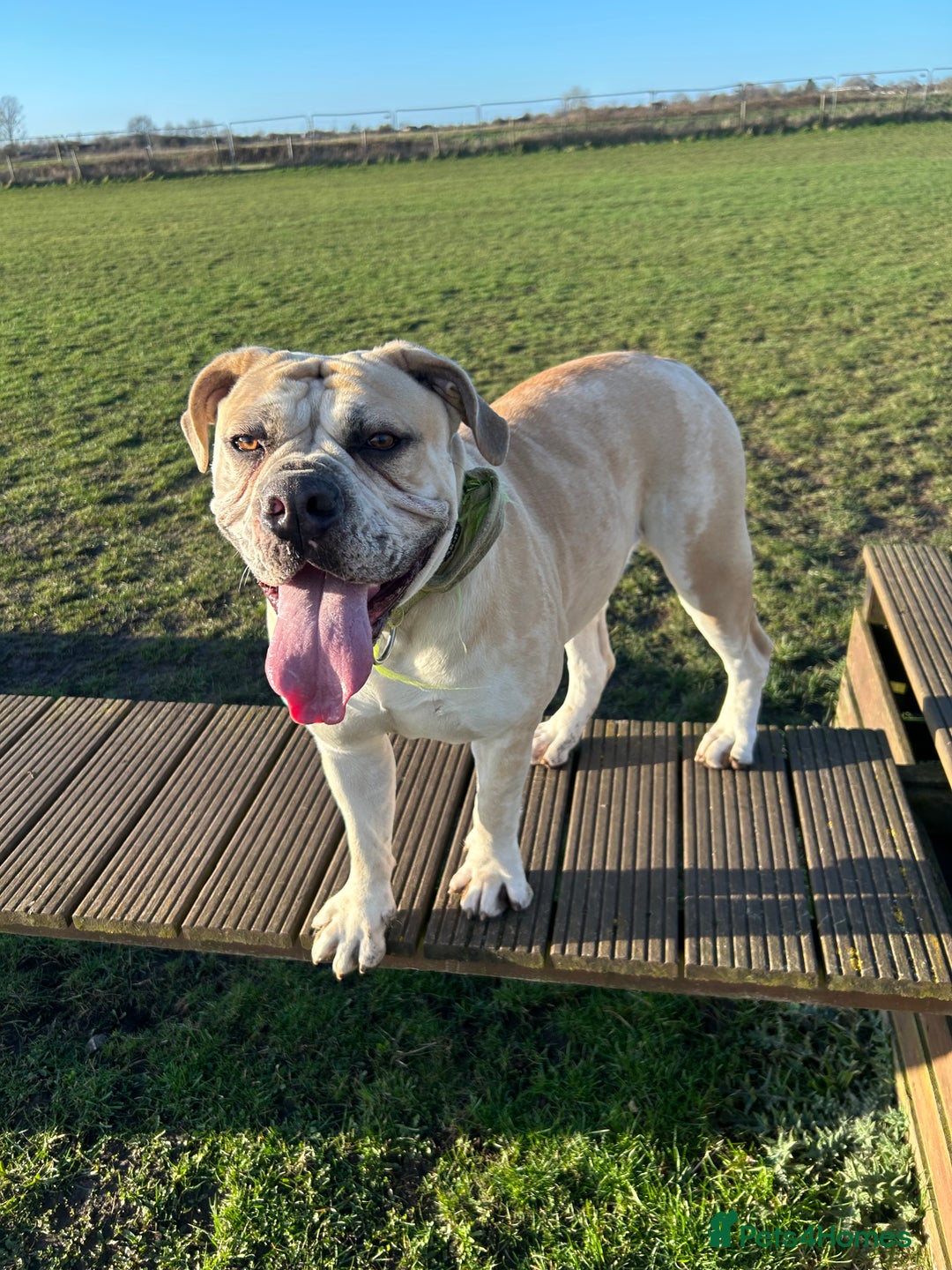 Olde English Bulldogge dogs for sale: Maggie - Advert 3