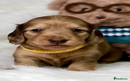 Miniature Dachshund dogs for sale: 𝕃𝕠𝕟𝕘 𝕙𝕒𝕚𝕣𝕖𝕕 𝕔𝕣𝕖𝕒𝕞 𝕡𝕦𝕡𝕡𝕚𝕖𝕤 🧸 - Image 14