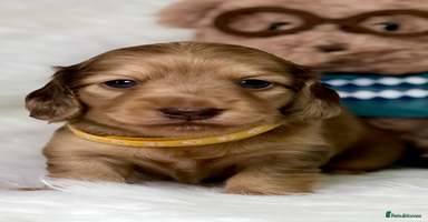 Miniature Dachshund dogs - Advert 4