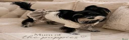 Biewer Terrier dogs for sale: Biewer Terrier  - Advert 2