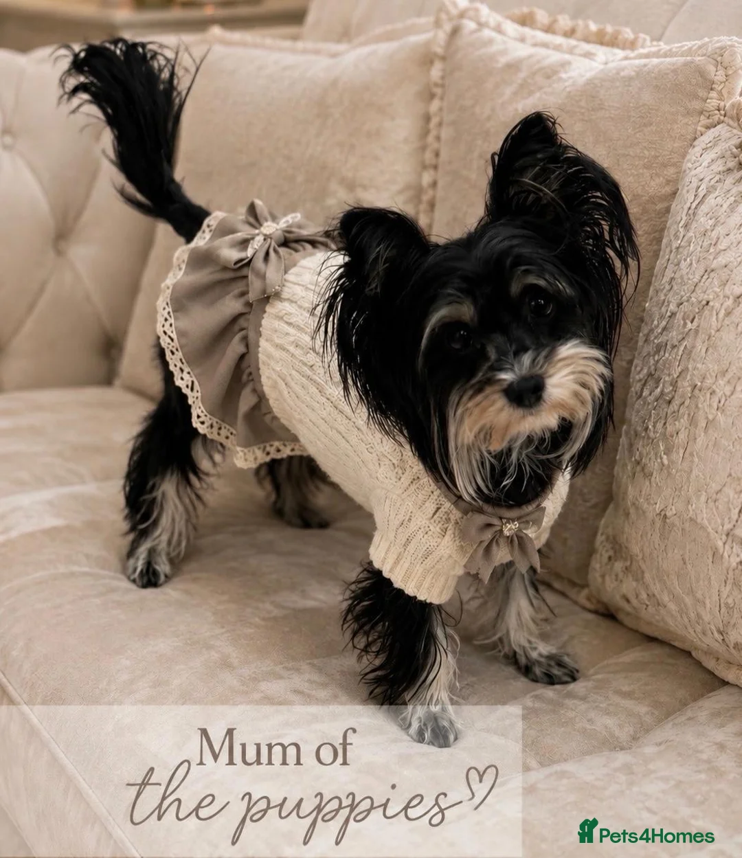 Biewer Terrier dogs for sale: Biewer Terrier  - Advert 2