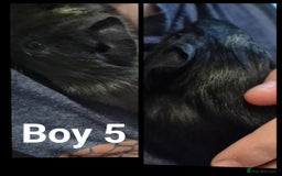 Guinea Pig rodents for sale: Male Guinea pig - Image 5