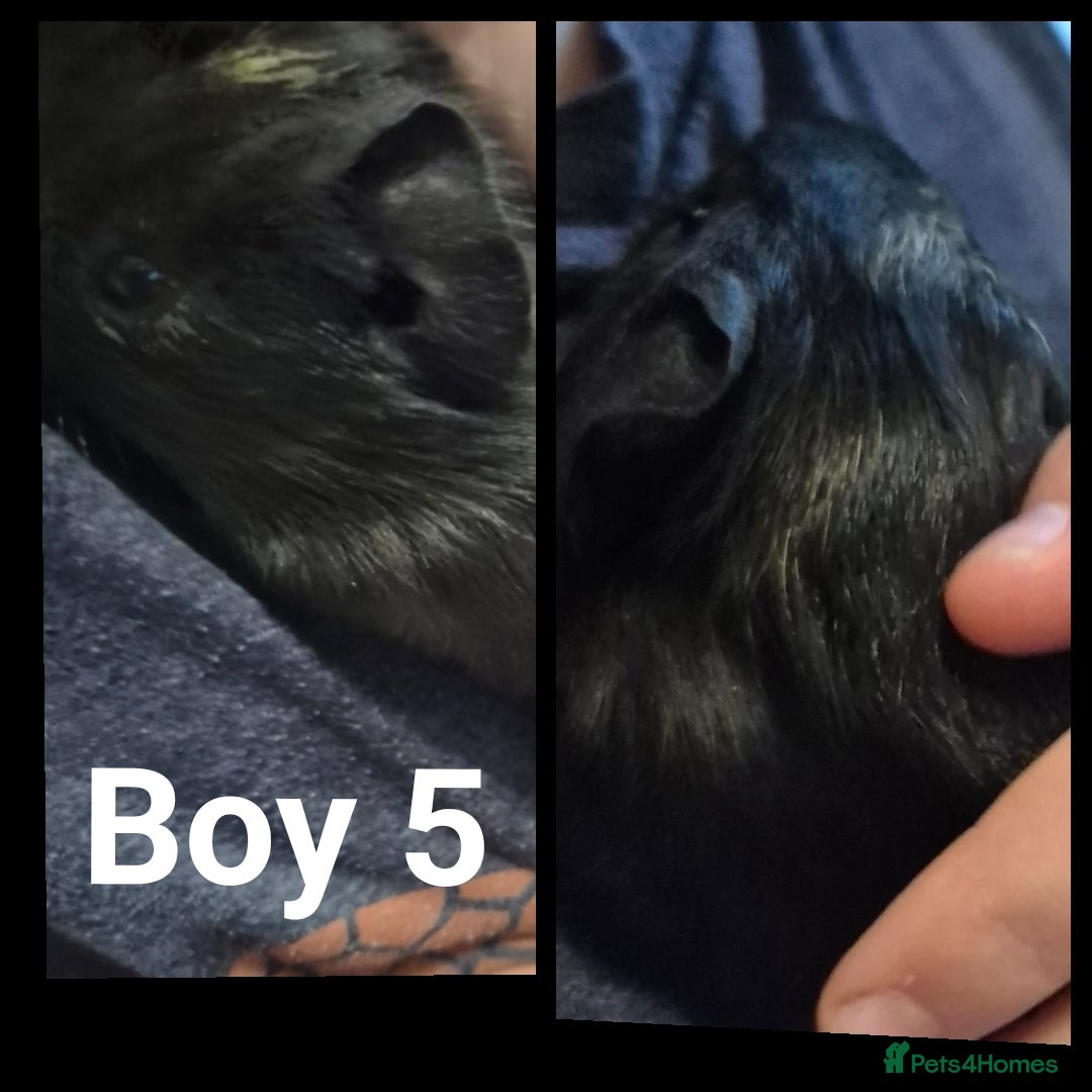 Guinea Pig rodents for sale: Male Guinea pig - Image 5