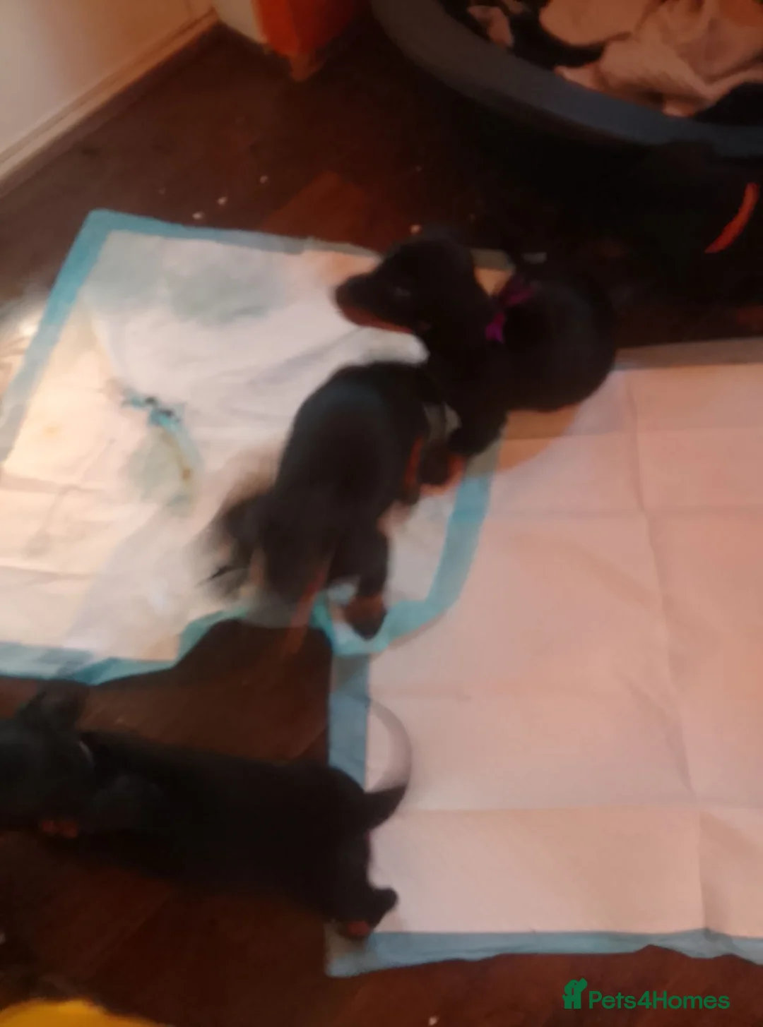 Dachshund dogs for sale: 3  Dachshund puppys looking for new family.🐶🐶🐶 - Advert 5