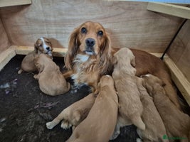 Cocker Spaniel dogs - Advert 2