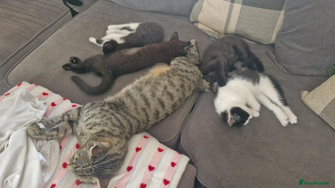 Mixed Breed cats for sale: 4 female kittens available  in Glasgow - Advert 1