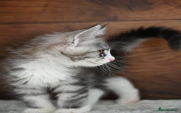 Maine Coon cats for sale: ✨Meet Cherry & Plum✨- TICA Reg - High Smoke-white - Image 4