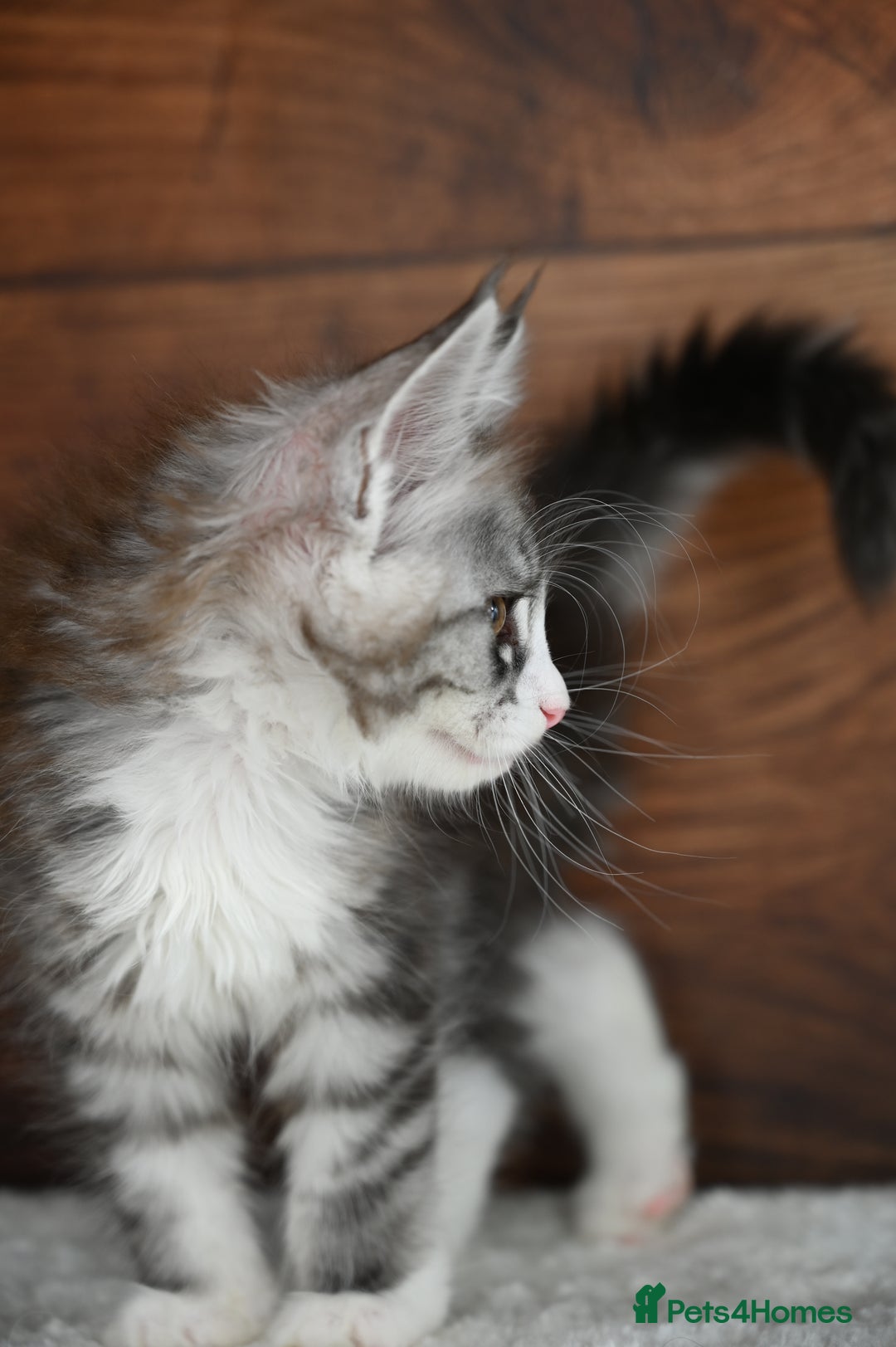 Maine Coon cats for sale: ✨Meet Cherry & Plum✨- TICA Reg - High Smoke-white - Image 4