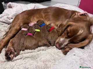 Cockapoo dogs for sale - Advert 1