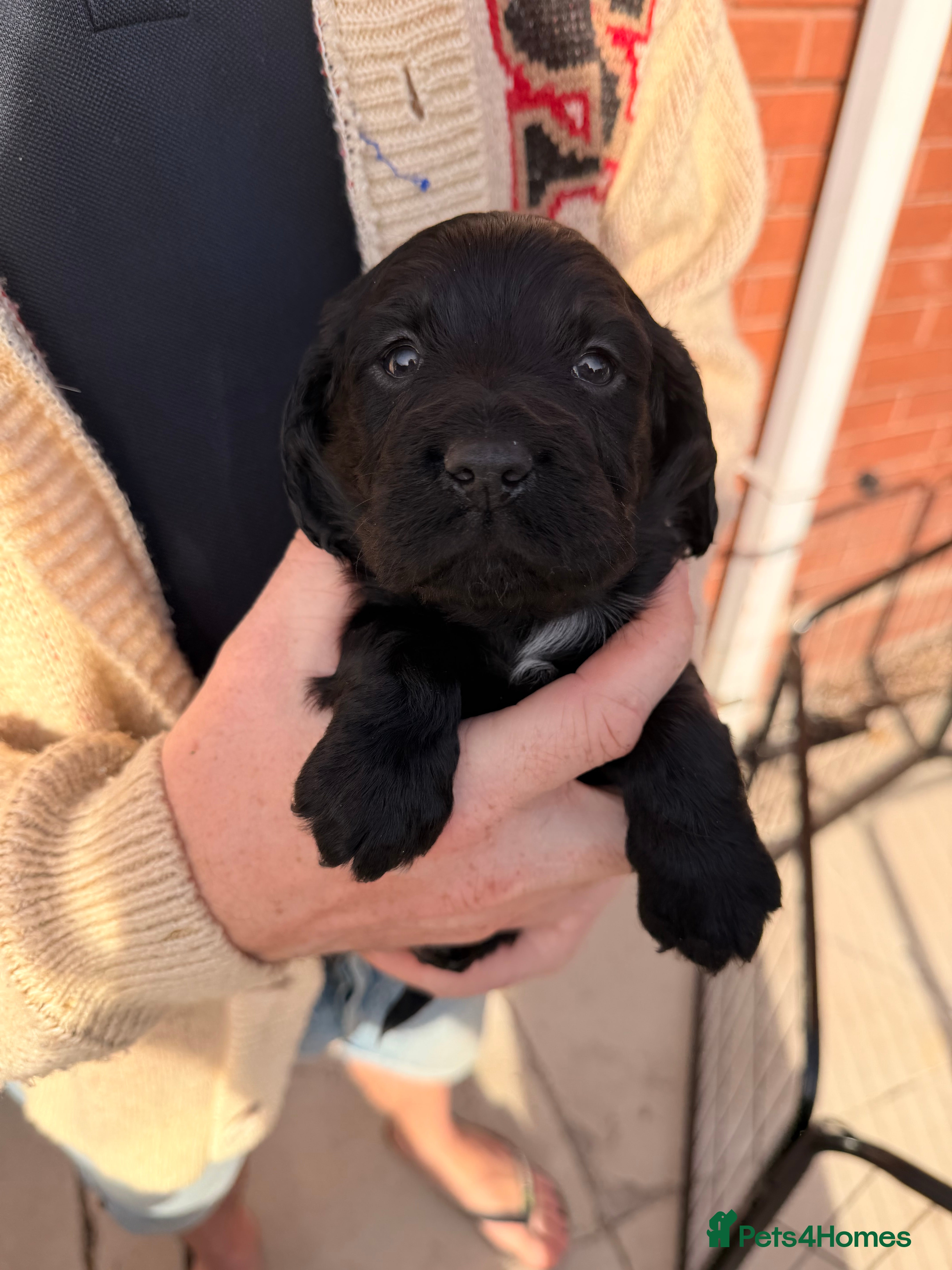Sprocker dogs Beautiful sprocker puppies for sale. - Advert 6
