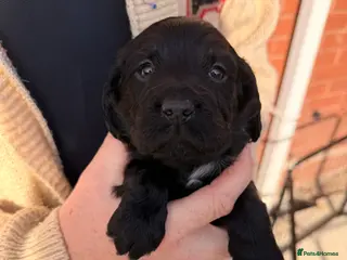 Sprocker dogs Beautiful sprocker puppies for sale. - Advert 6