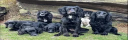 Cocker Spaniel dogs for sale: Cocker spaniel part trained for sale.  - Advert 4