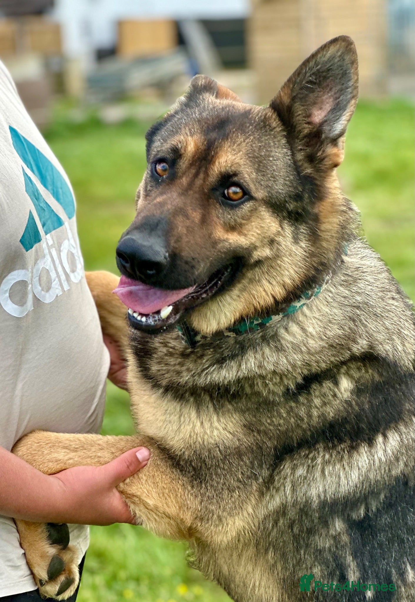 German Shepherd dogs 1 YR OLD FEMALE SABLE RKC REG’D AVAILABLE - Advert 1