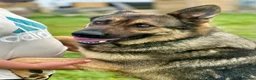 German Shepherd dogs for sale: 1 YR OLD FEMALE SABLE RKC REG’D AVAILABLE - Advert 1