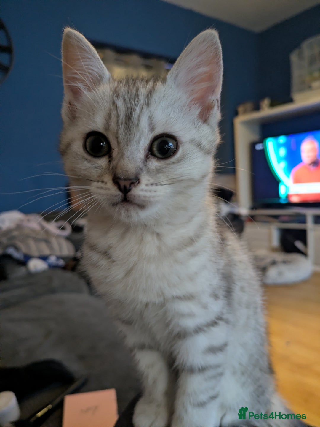 Mixed Breed cats for sale:  Beautiful British Shorthair Cross Ragdoll kittens - Advert 4