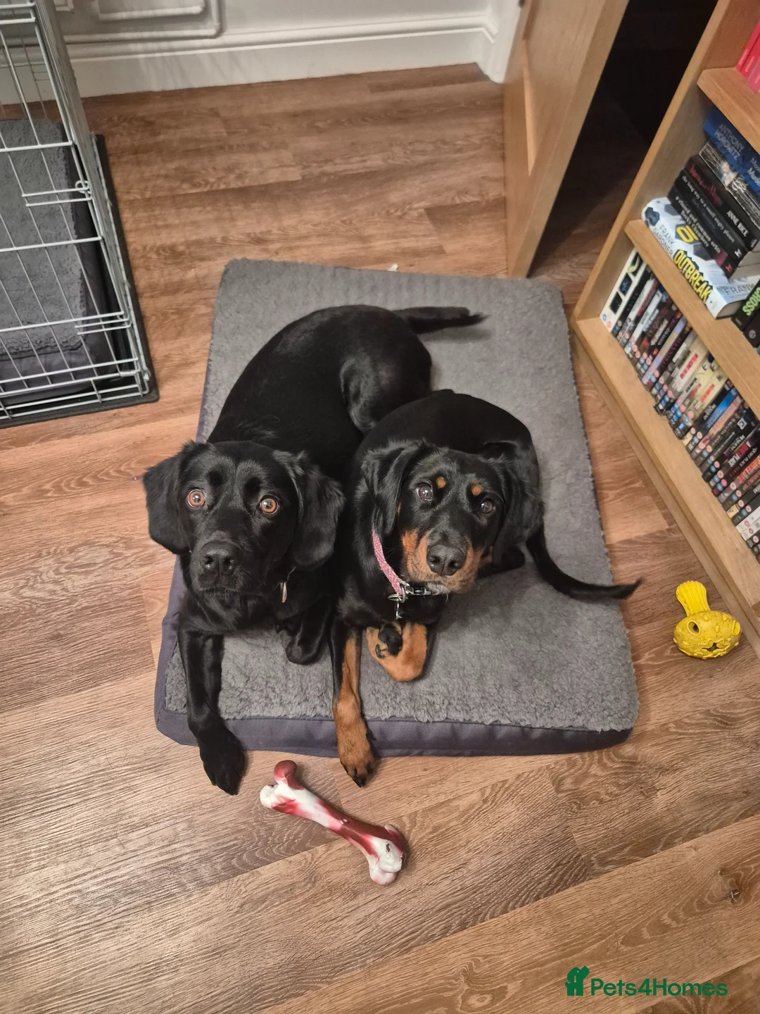 Springador dogs for sale: Springador and Dobermann mix for sale - Advert 2