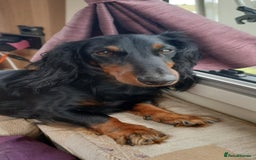 Dachshund dogs for sale: 3/4 Dachsunds  - Image 19
