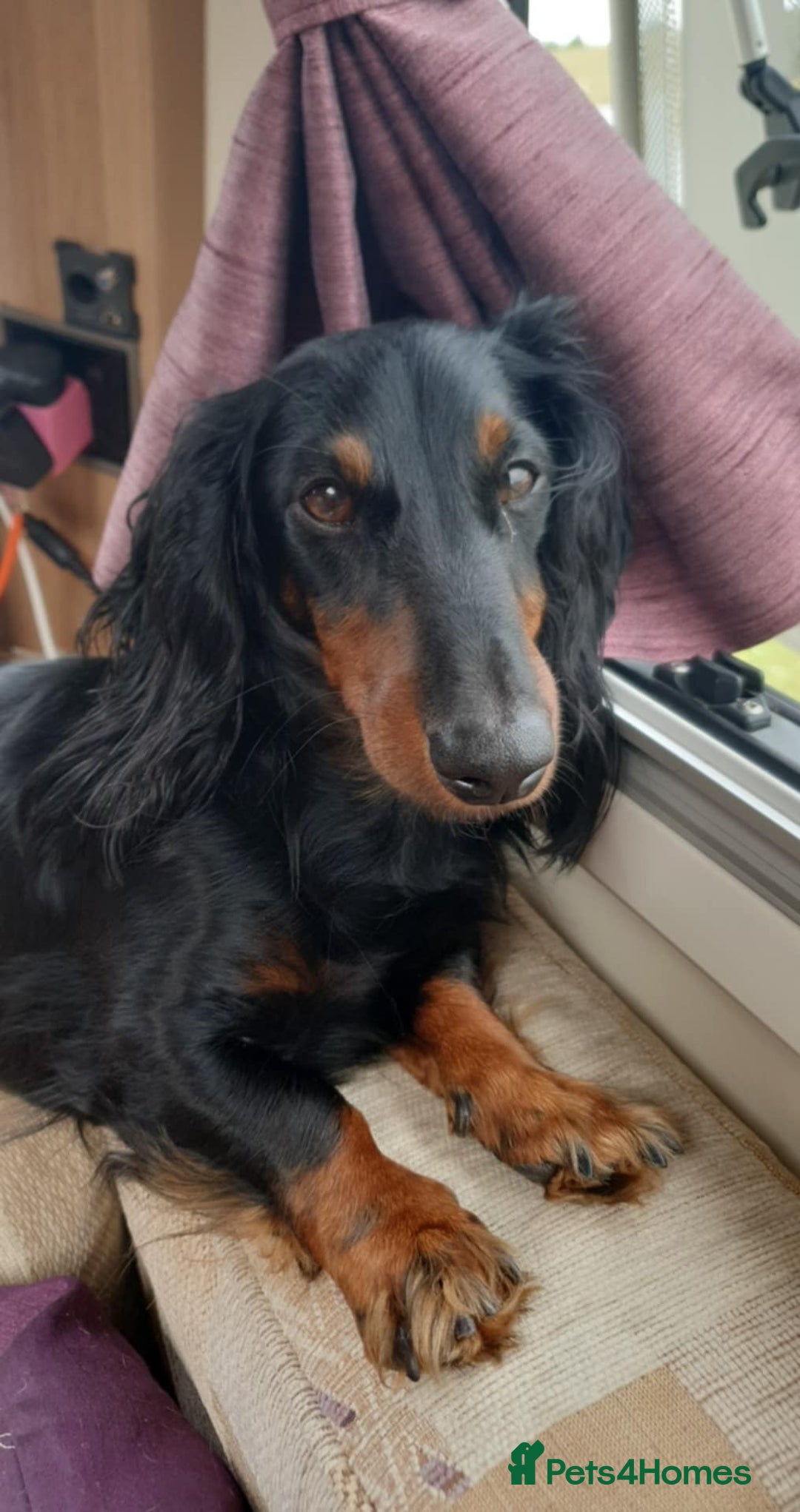 Dachshund dogs for sale: 3/4 Dachsunds  - Image 19