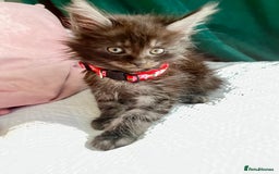 Maine Coon cats for sale: Gorgeous Black & Black Smoke kittens TICA parents - Image 20
