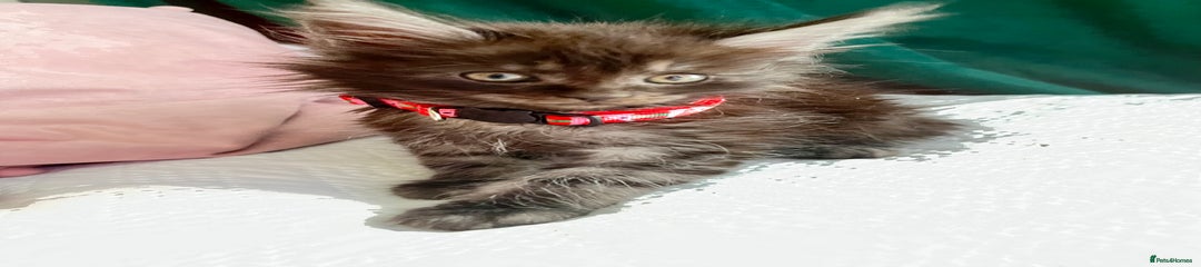 Maine Coon Red Strawberry Girl 2