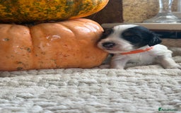 Cocker Spaniel dogs for sale: Show cocker spaniels  - Advert 3