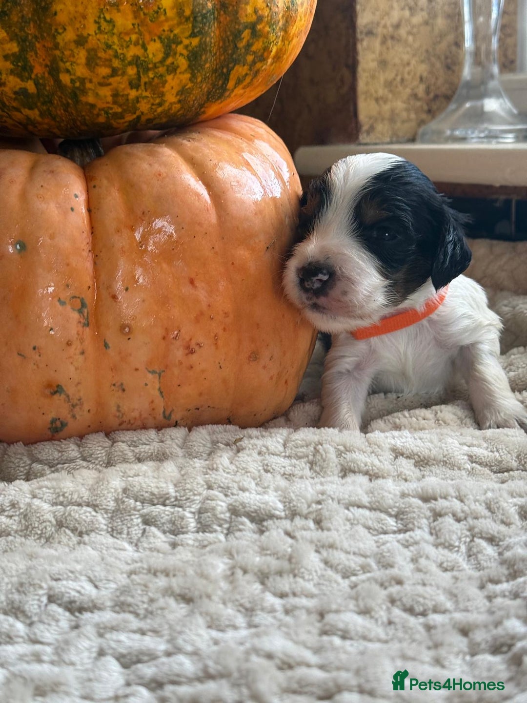 Cocker Spaniel dogs for sale: Show cocker spaniels  - Advert 3