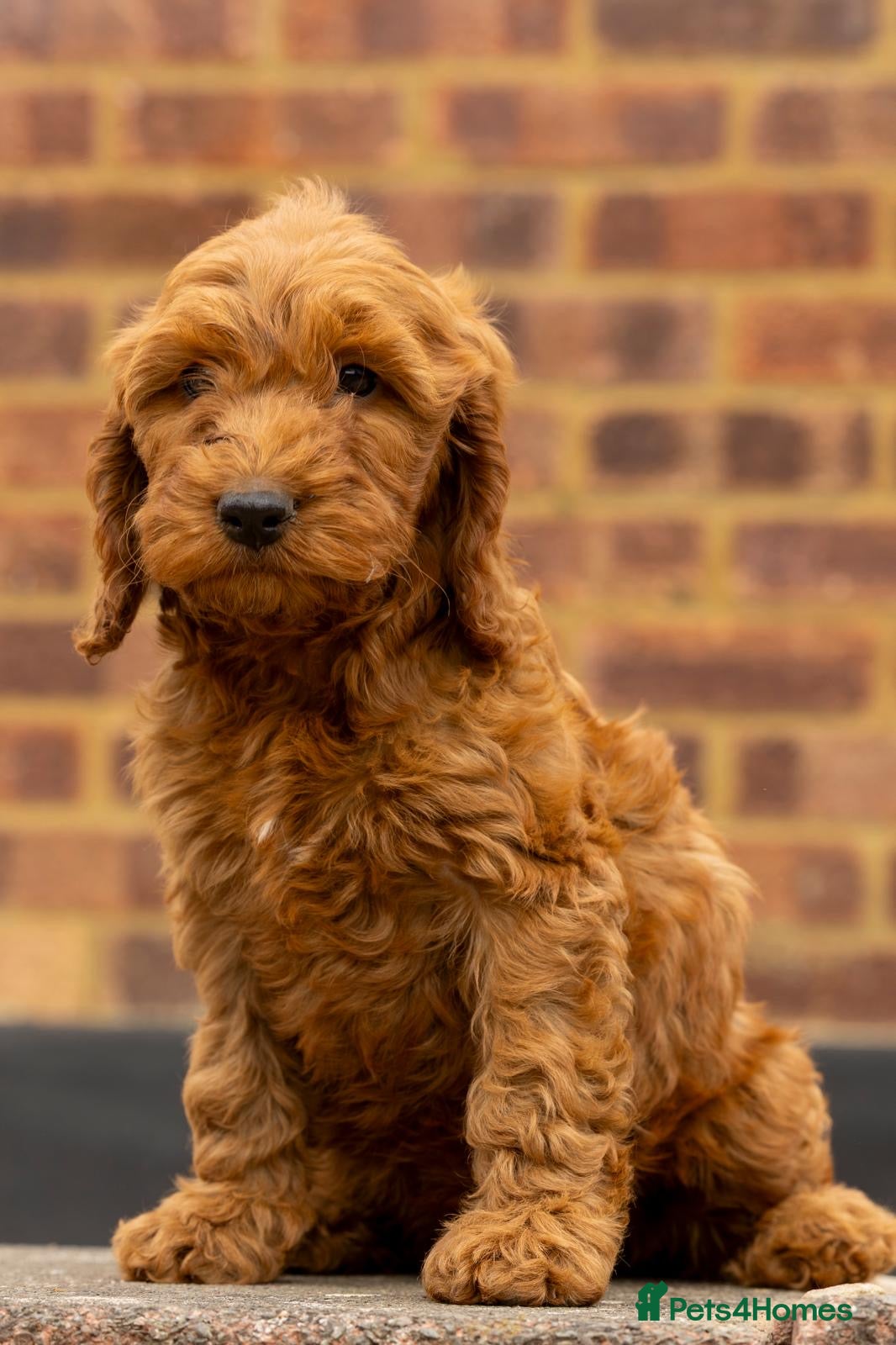 Cockapoo dogs 🐶 Cockerpoo Puppies – Loving Forever Homes 🐶 - Advert 5