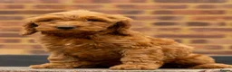 Cockapoo dogs for sale: 🐶 Cockerpoo Puppies – Loving Forever Homes 🐶 - Advert 5