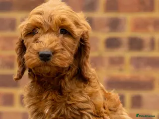 Cockapoo dogs 🐶 Cockerpoo Puppies – Loving Forever Homes 🐶 - Advert 5