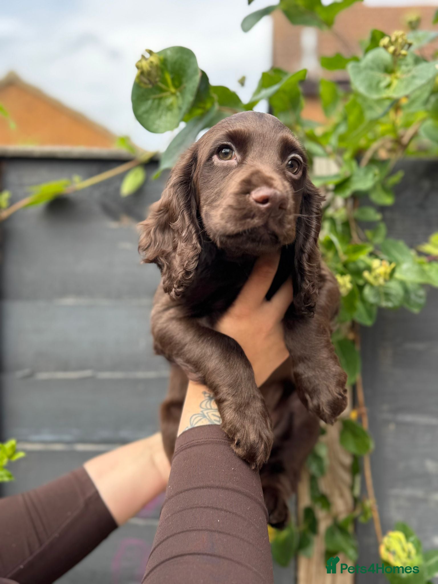 Cocker Spaniel dogs READY NOW Kc working cocker spaniel - Advert 13