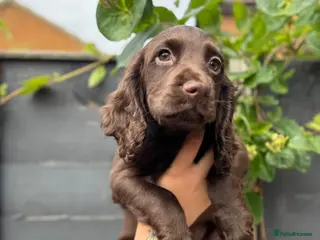 Cocker Spaniel dogs READY NOW Kc working cocker spaniel - Advert 5