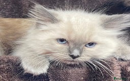 Ragdoll cats for sale: Ragdoll kittens  - Image 5