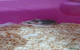 Hamster rodents for sale: Dwarf hamster  - Image 3