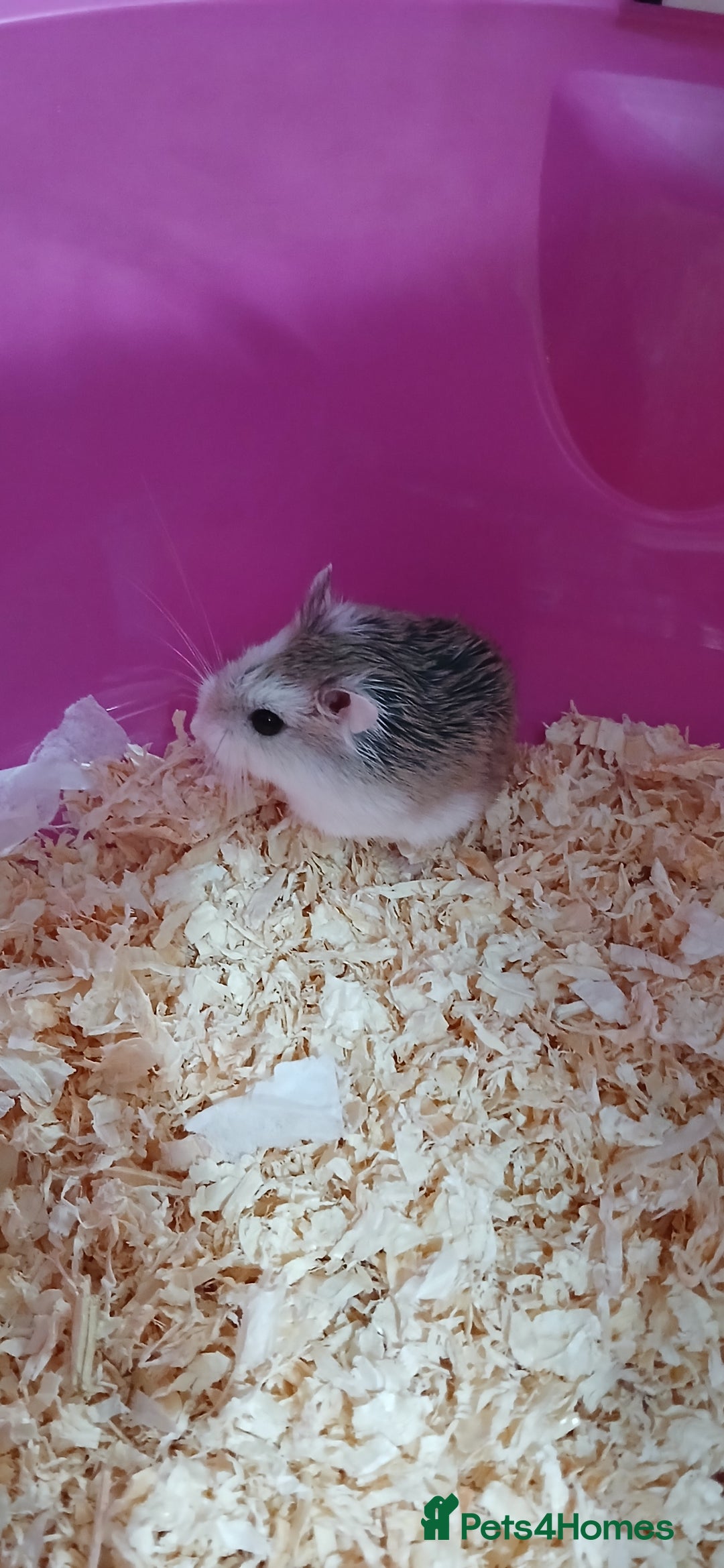 Hamster rodents for sale: Dwarf hamster  - Image 3