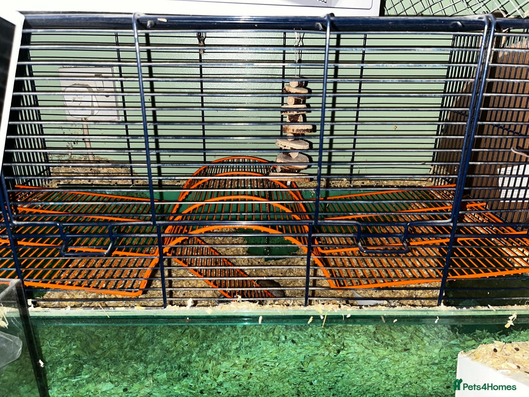 Gerbil rodents for sale: Bonded gerbils for rehoming  - Image 4