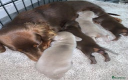 Miniature Dachshund dogs for sale: Miniature dachshund  - Advert 1