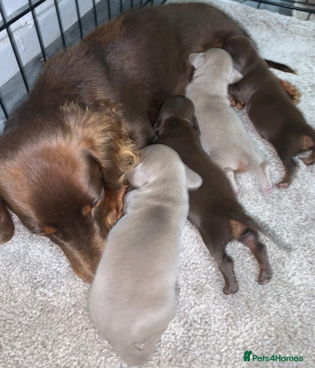 Miniature Dachshund dogs for sale: Miniature dachshund  - Advert 1