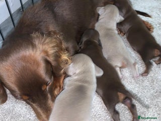 Miniature Dachshund dogs for sale: Miniature dachshund - Advert 1