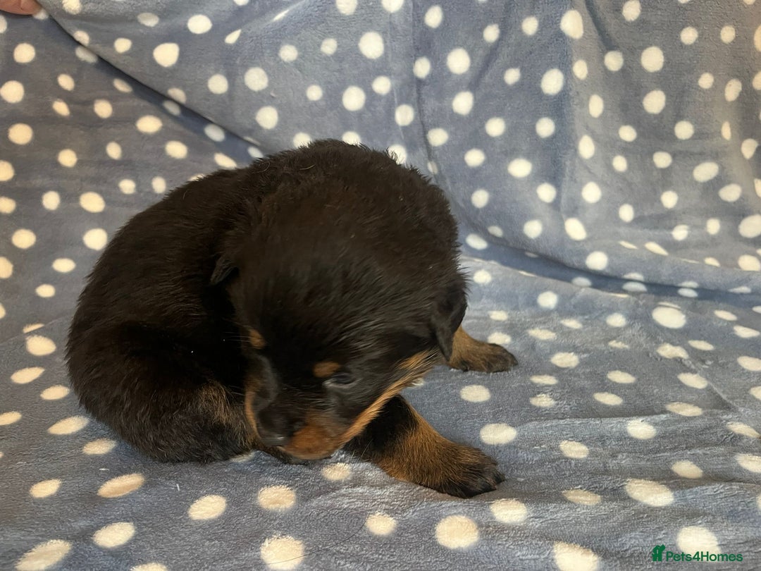Rottweiler dogs for sale: 🤎🖤🦍 KC REGISTERED 5 ⭐️ BREEDER - Advert 5