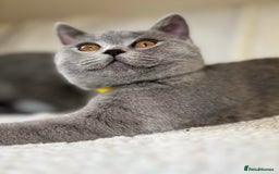 British Shorthair cats for sale: Adorable British Shorthair Kittens — READY TO GO! - Advert 5